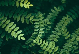 不同形式的植物提取成分有什么功效？